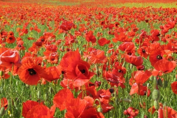 На Тернопіллі пенсіонерка мала ціле макове поле