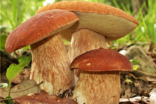 Сезон ще не настав, а на Тернопіллі вже є випадки отруєння грибами