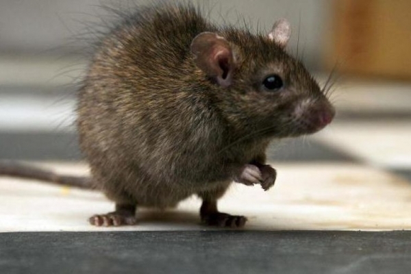 На Гайовій в Тернополі скаржаться на нашестя змій і гризунів