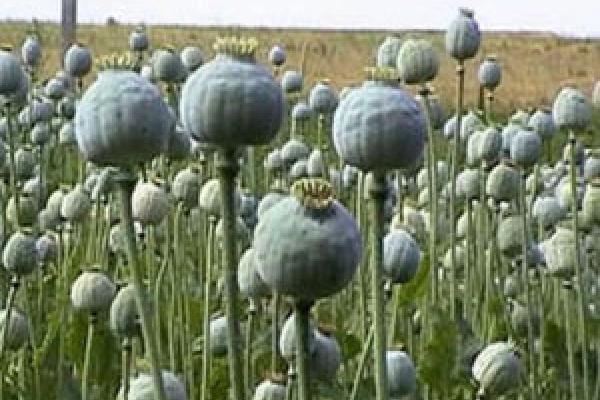 В області за вирощування маку відкрито майже півсотні кримінальних справ