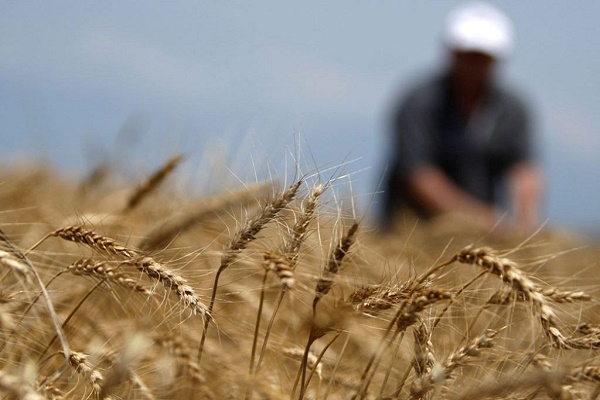 Чи дістанеться інвалідам АТО обіцяний врожай з полів у Романівці?