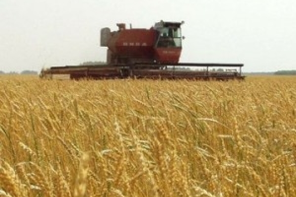 Монастириський район - рекордсмен за врожайністю зернових