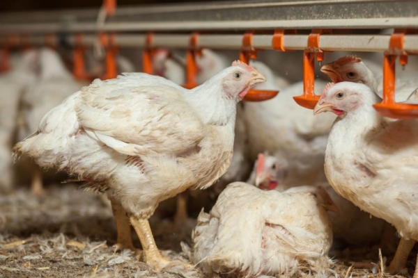 Європейські інвестиції оминули Тернопільщину