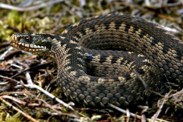 У горах змія напала на 24-річного туриста з Тернопільщини