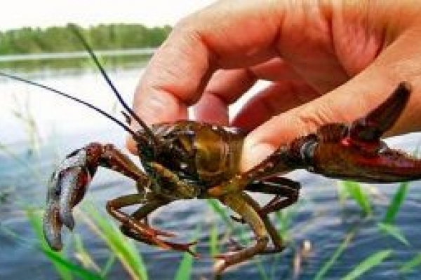 В Тернопільській області заборонили виловлювати раків