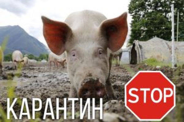 Через сусіда Тернопільщина знову під загрозою африканської чуми