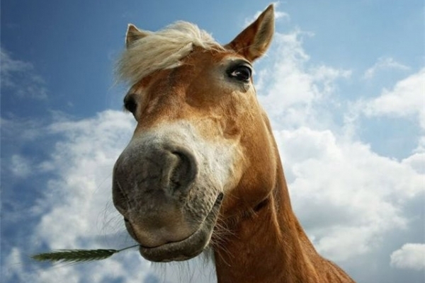 На Тернопільщині хлопець вкрав кобилу заради коханої (ВІДЕО)