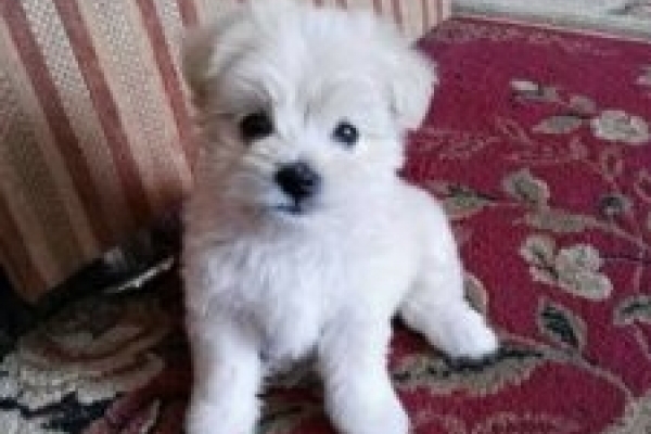 У Тернополі на “пташиному ринку” продають смертельно хворих домашніх тварин