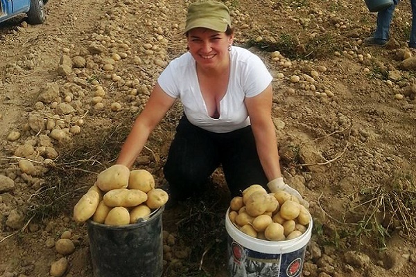 Відома співачка з Тернопільщини не соромиться продавати елітну картоплю