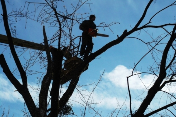 Тернопільські фахівці з благоустрою та екології розповіли, навіщо обрізували дерева