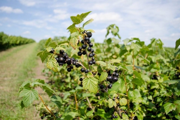 В області у першу чергу профінансовані кооперативи, створені воїнами АТО (Відео)