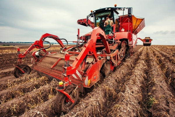 Агрохолдинг «МРІЯ» завершив збирати картоплю