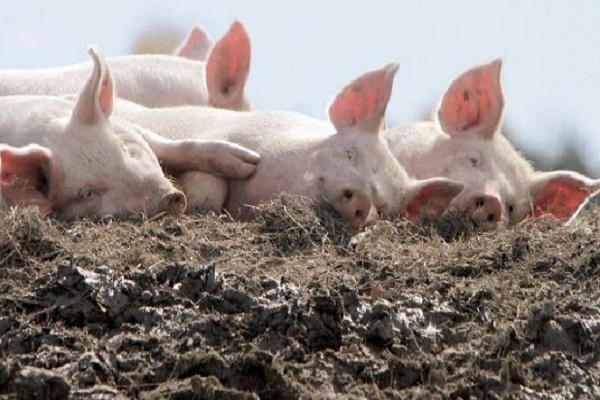 Невже Укравтодор справді лататиме дороги свинячим гноєм? (Відео)