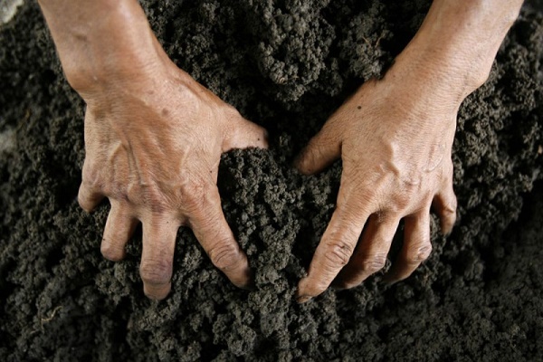 На Чортківщині та Гусятинщині орудують земельні аферисти зі стажем