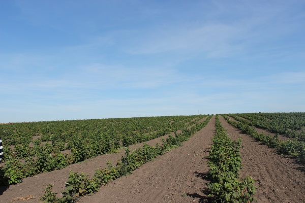 У власність громади на Тернопільщині повернули землю вартістю майже 100 тисяч грн