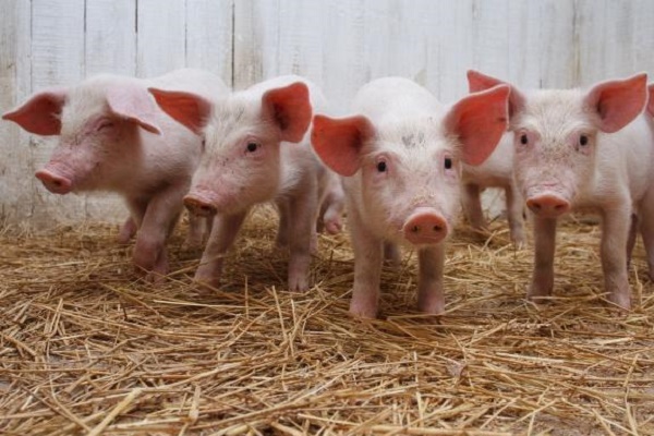 На відміну від Тернопільщини, в Польщі реально боряться з вірусом африканської чуми свиней