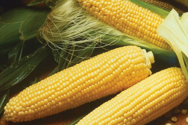 На Бучаччину з’їхались представники світових аграрних компаній 