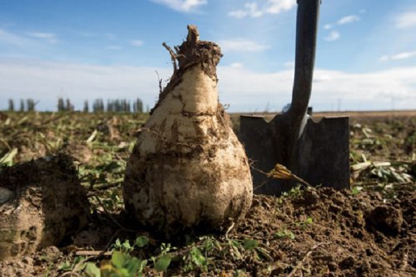 На Тернопільщині цукровий завод завдав екологічних збитків на 300 тисяч гривень