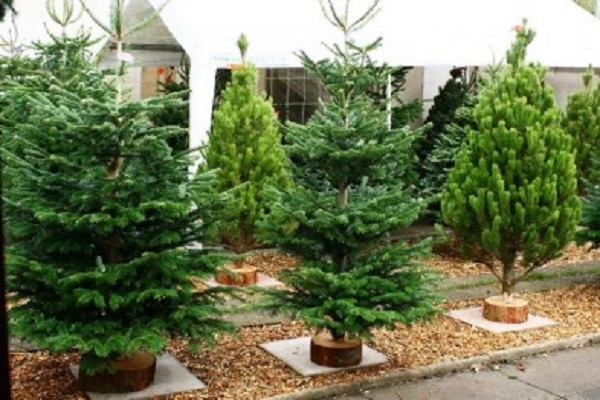 Де в Тернополі можна купити ялинку?