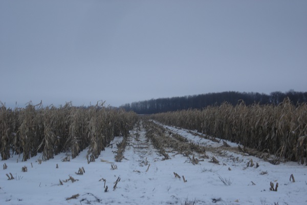 На Тернопільщині з під снігу збирають урожай