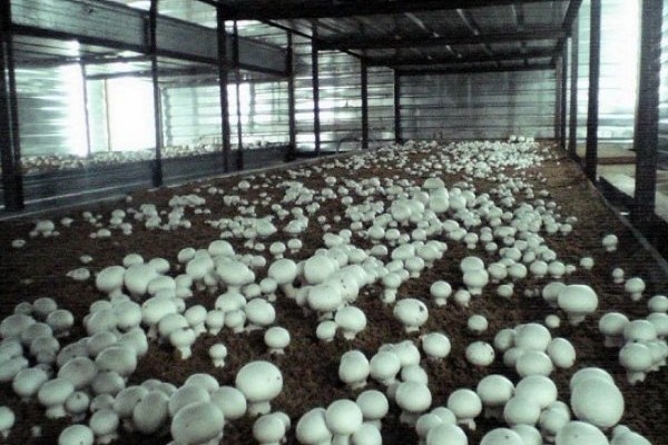 На Тернопільщині вирощуватимуть печеричі