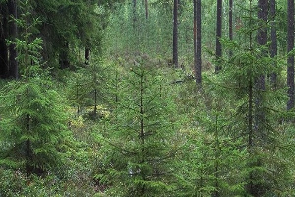 Як боротимуться з незаконною вирубкою ялинок під час новорічних свят на Тернопільщині?
