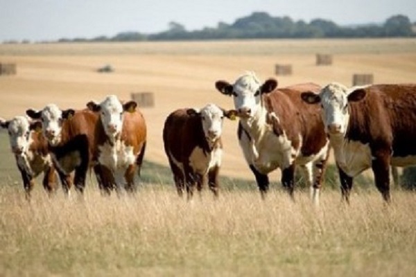 Ні худоби, ні грошей: як на Тернопільщині шахрай забирає у людей останнє