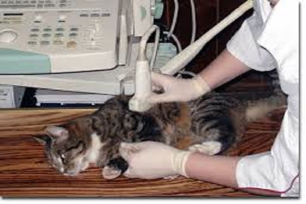 Як ЄС в Тернополі створює умови для переселенців?