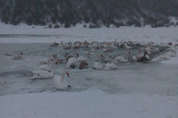 Через морози на Тернопільщині замерзає зграя лебедів