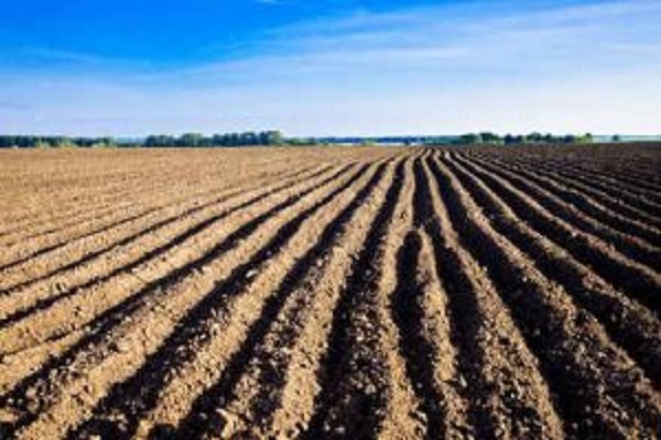 Цукровому заводу в Хоросткові виписали штраф на 300 тисяч гривень