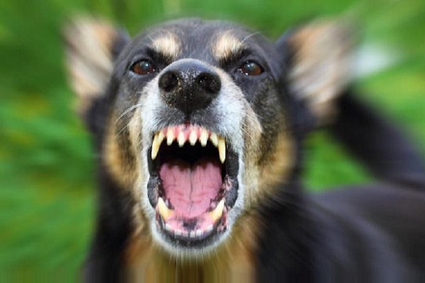 Тернополяни пропонують встановити на вулицях міста ультразвукові відлякувачі собак