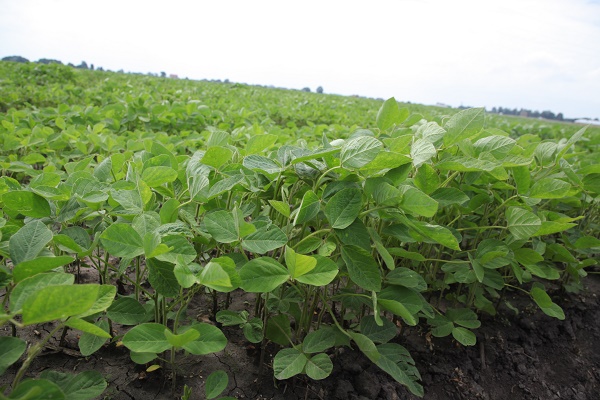 «Агропродсервіс» — учасник європейської асоціації «Дунайська соя»
