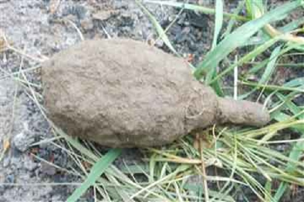 Граната пролежала у школі на Тернопільщині більше 70 років