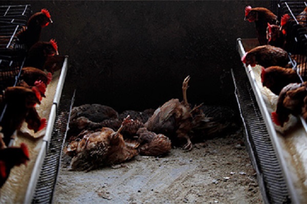Чому на птахофермі померло одразу 50 тисяч курей?