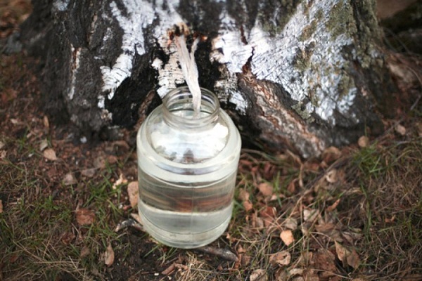 Який штраф чекає на тернополян за заготівлю березового соку?