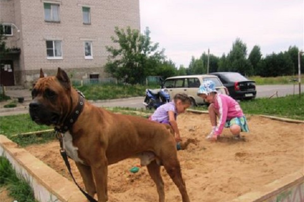 Тернополянин вважає, що тваринам найбільше шкодять захисники