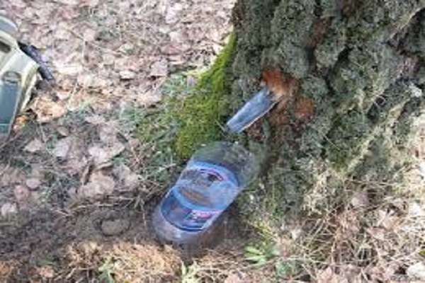 Березовий сік для тернополян під забороною