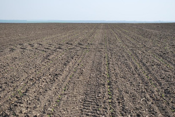 Агрохолдинг «МРІЯ» почав сіяти цукровий буряк