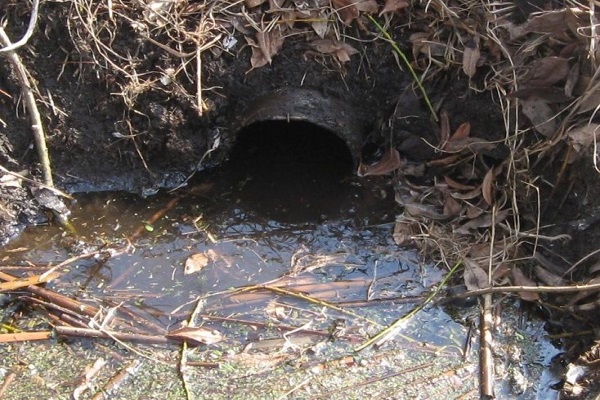 Дністер перетворюють на стічну канаву