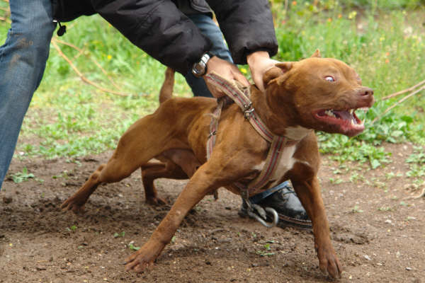 З'явилася нова жертва агресивного пітбуля. Чи безвідповідальної людини?