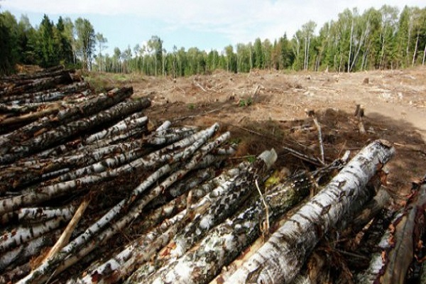 СБУ взялося за чиновника, який завдав шкоди державі на 265 тисяч гривень