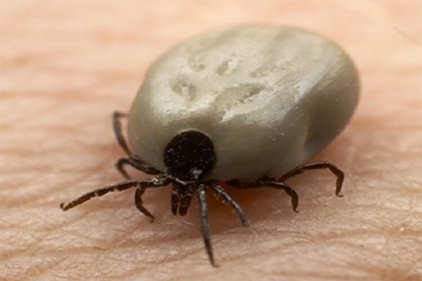 100 і більше: в Тернополі зростає кількість жертв... кліщів