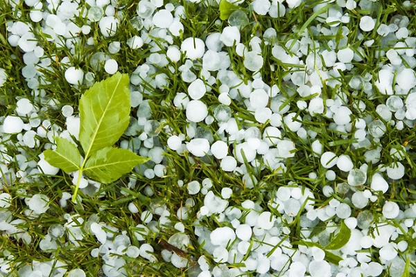 Град побив плодові дерева на Тернопільщині