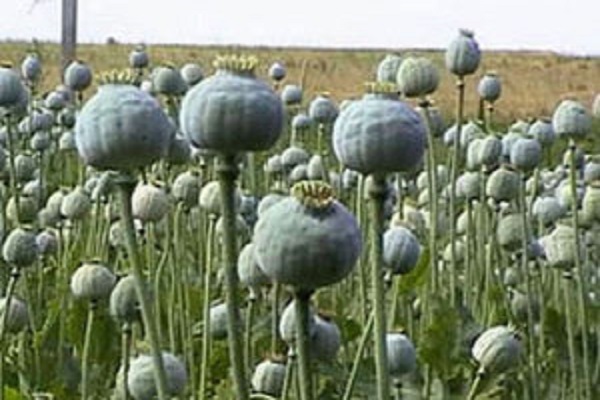 В області знайшли десять «плантацій» маку і коноплі