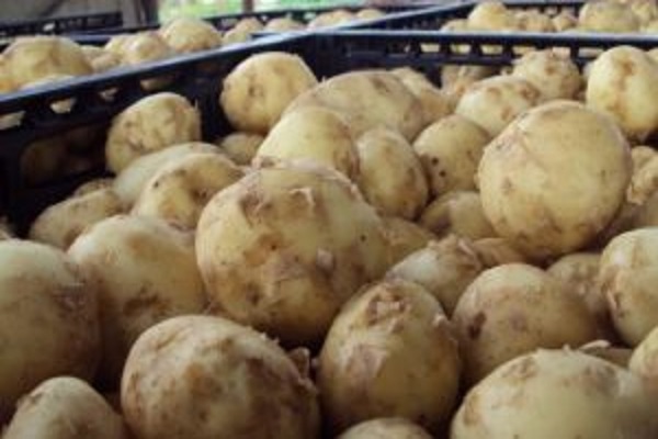 Ціни на молоду зеленину вже не б'ють по гаманцю