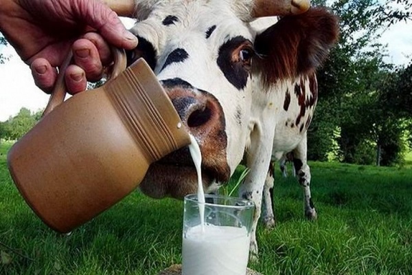 Чим обернеться для тернопільських селян заборона продажу домашнього молока?