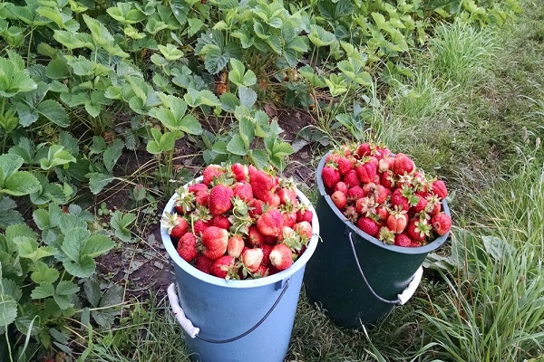 Скільки тернополяни заробляють під час полуничного сезону?