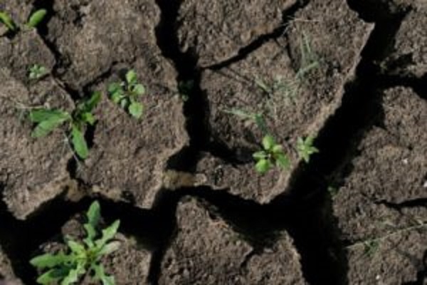 Глобальне потепління в дії: біля Тернополя пересихає цілий став