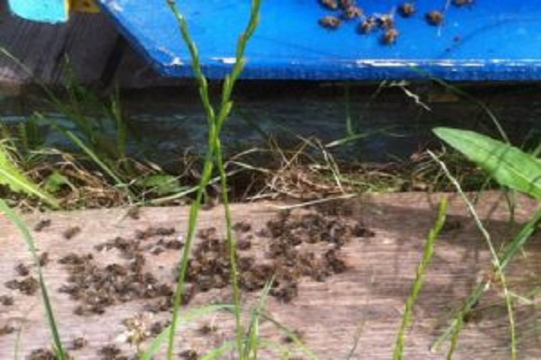 На Тернопільщині масово мруть бджоли