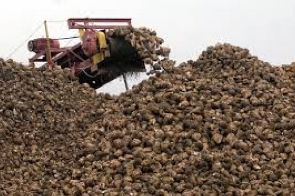 На Тернопіллі відновили роботу чотирьох цукрових заводів